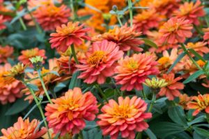 Zinnia 'Profusion Double Deep Salmon' (Sakata)