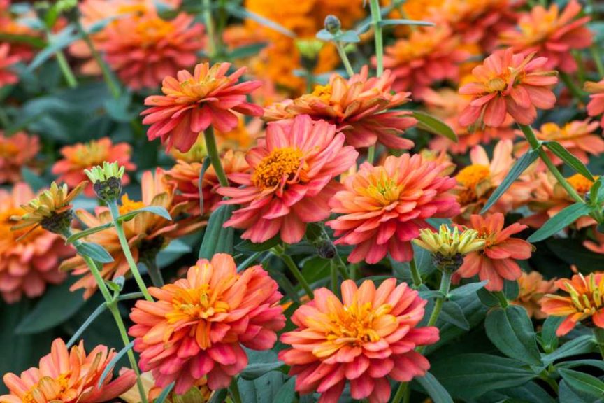Zinnia 'Profusion Double Deep Salmon' (Sakata)