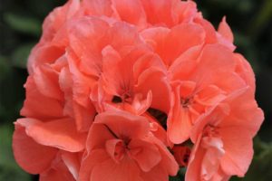 Zonal Geranium 'Dynamo Salmon' (Ball FloraPlant)