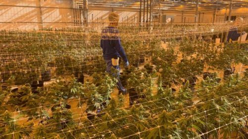 Cannabis Grower ForwardGro Fined, Placed On Two-Year Probation for Using Banned Crop Protection