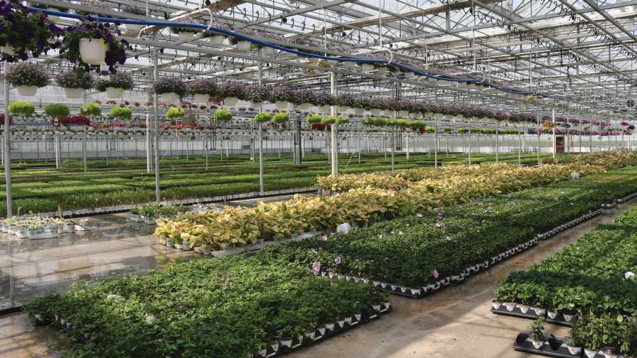 Nicely laid-out greenhouse operation CFAP funding