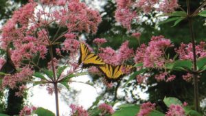 Solution Gardening —  It’s Not About the Plant