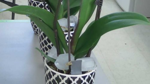 Water Phalaenopsis Orchids With Ice Cubes: Myth or Fact?