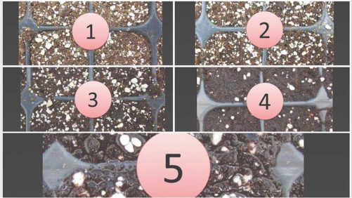 Ways to Balance Air and Water in Plant Propagation Cells