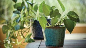 The Positive Connection Between Houseplants and Mental Health