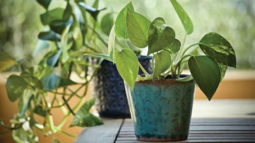 Webinar on Dec. 9 Will Address Consumer Houseplant Purchasing Trends