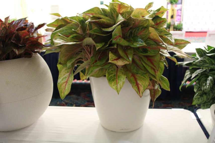 23 New Tropical and Foliage Plants from TPIE 2019 - Greenhouse Grower