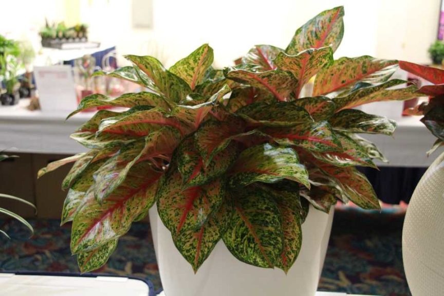 dieffenbachia Dieffenbachia ‘Dumb Cane’ main image 0