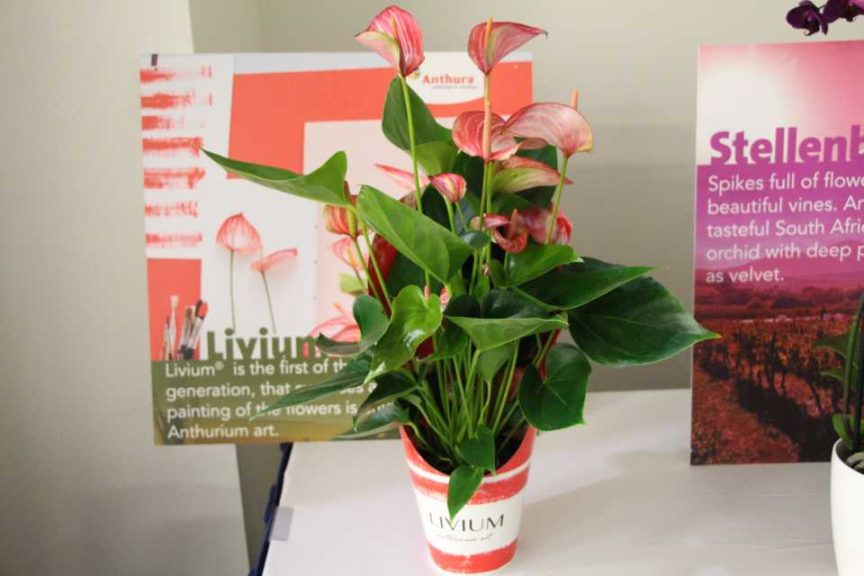 Anthurium andreanum ‘Livium’