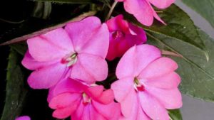 Two Horticulture Industry Veterans Make Debut Selling Plants on QVC