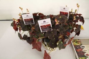 Crown Jewel Begonias ‘Joyful Jasper’ (J. Berry Nursery)