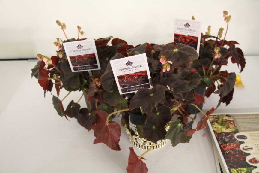 Crown Jewel Begonias ‘Joyful Jasper’ (J. Berry Nursery)