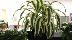 Costa Farms VP to Speak at World Ornamental Horticulture Summit
