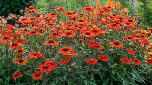 Better Perennial Plants Are on the Horizon