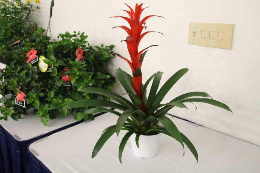 Guzmania ‘Ruffa’ (Deroose Plants)