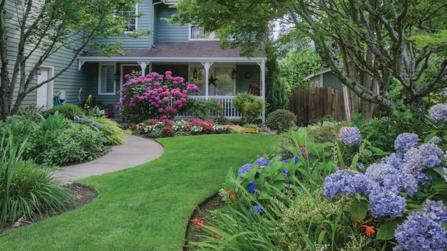 Hydrangea Mania