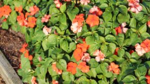 Highlights From Costa Farms’ 2019 Winter Trial Garden Open House