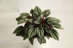 Peperomia ‘San Marino’ (Deroose Plants)