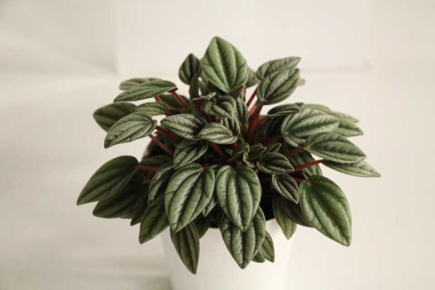Peperomia ‘San Marino’ (Deroose Plants)
