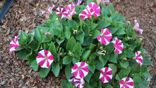 Danziger Varieties Earn Top Honors Overseas