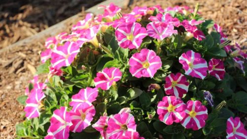 Major Flower Breeder Pulls Out of 2021 California Summer Trials