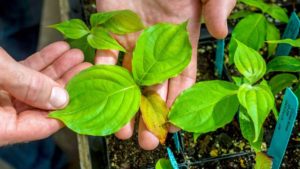 Seed Your Future Announces ‘10 Years, 10 Days, $10K’ Anniversary Fundraiser