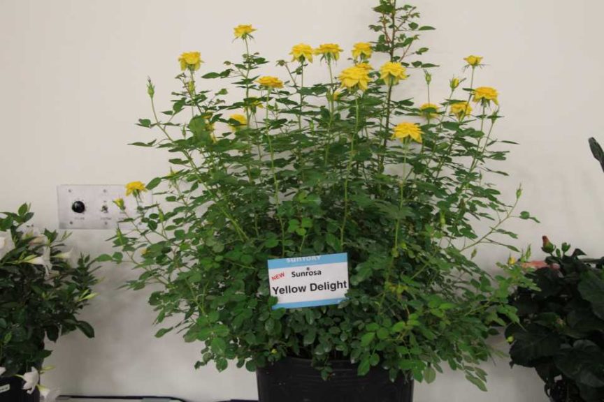 Shrub Rose ‘Sunrosa Yellow Delight’ (Sun-Fire Nurseries/Suntory Flowers