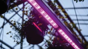 Three Tips When Comparing Lighting Design for LED Grow Lights