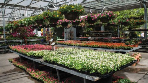 Explore Ways to Better Connect With Plant Consumers
