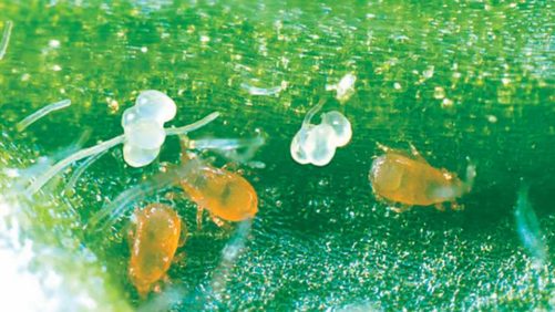 Biological Crop Protection Options Come Into Focus
