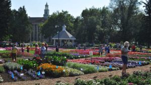 3 Reasons Why Plant Breeders Should Trial Their Varieties