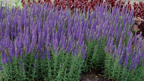 Danziger, Terra Nova Partner on Vegetative Cuttings Production for International Market