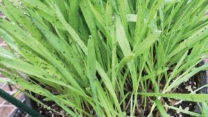 How Metrolina Greenhouses Trials Biocontrol Products