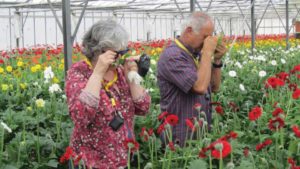 Don’t Let Thrips Trip up Biocontrol in the Greenhouse