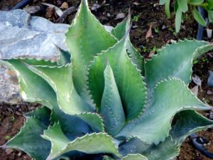 Agave ‘Mr. Ripple’ (Rancho Tissue Technologies)