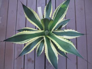 Agave sp 'Nizando' (Rancho Tissue Technologies)