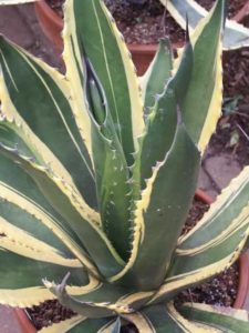 Agave salmiana 'Butterfingers' (Rancho Tissue Technologies)