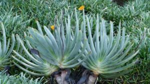 21 New Succulents for Crafting, Planting, and Enjoying