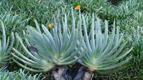 21 New Succulents for Crafting, Planting, and Enjoying