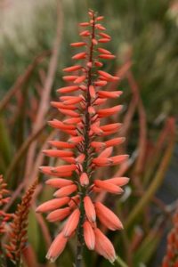 Aloe ‘Safari Rose’ (Monrovia)