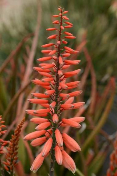 Aloe ‘Safari Rose’ (Monrovia)