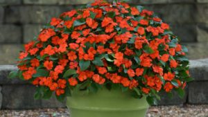 PanAmerican Seed New Impatiens Offers Downy Mildew Resistance