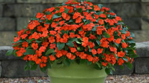 PanAmerican Seed New Impatiens Offers Downy Mildew Resistance