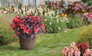 Viking and Viking XL Begonias (Sakata Ornamentals)