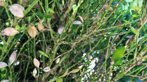 Learning Opportunity: Boxwood Genomics and AI Solutions for Blight Detection