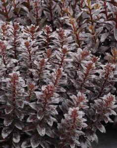 Sedum ‘Chocolate Fountain’ (Monrovia)