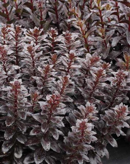 Sedum ‘Chocolate Fountain’ (Monrovia)
