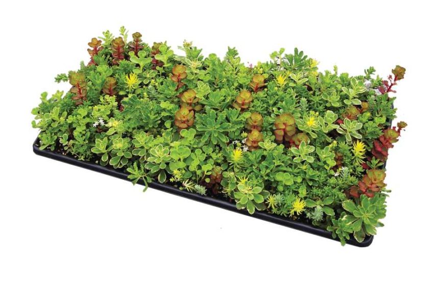 Sedum Tiles (Green Leaf Plants)