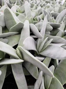Crassula falcata (D.S. Cole Growers)