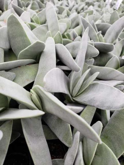 Crassula falcata (D.S. Cole Growers)